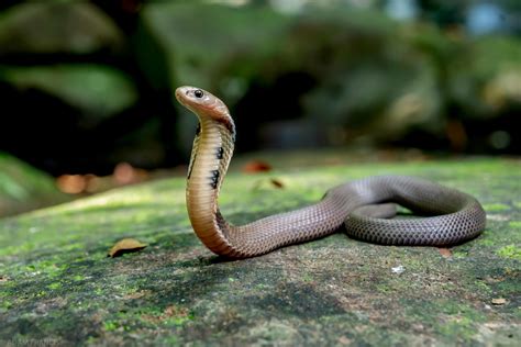 香港眼鏡蛇|辨認蛇類 — HongKongSnakeID.com